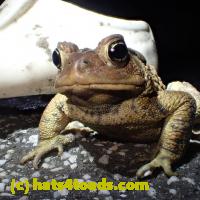/home//u458753944/public_html/sourcegallery//Roxborough Toad Detour/2013-2019/2019/55861041_10218870458301424_4913916944287006720_n.jpg
